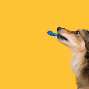 Black Friday Pet Event Formula