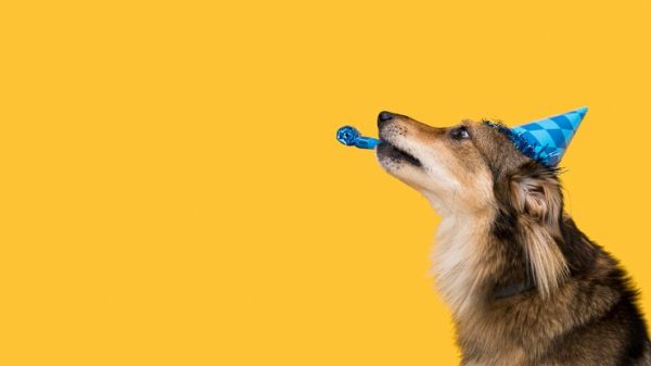 Black Friday Pet Event Formula