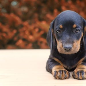 Puppy Milestone Forever-Client Kit