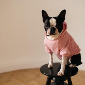 40-Dog Mini Session Blueprint